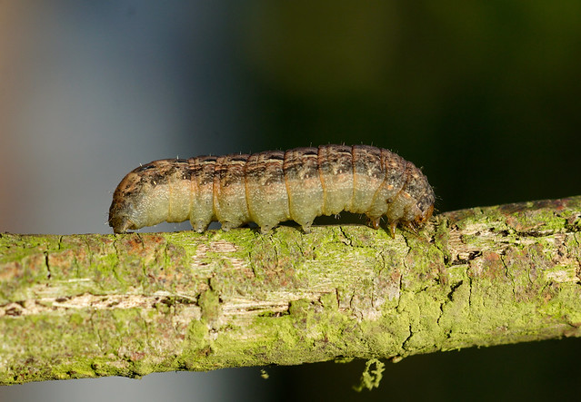 Large Yellow Underwing caterpillar --- Noctua pronuba
