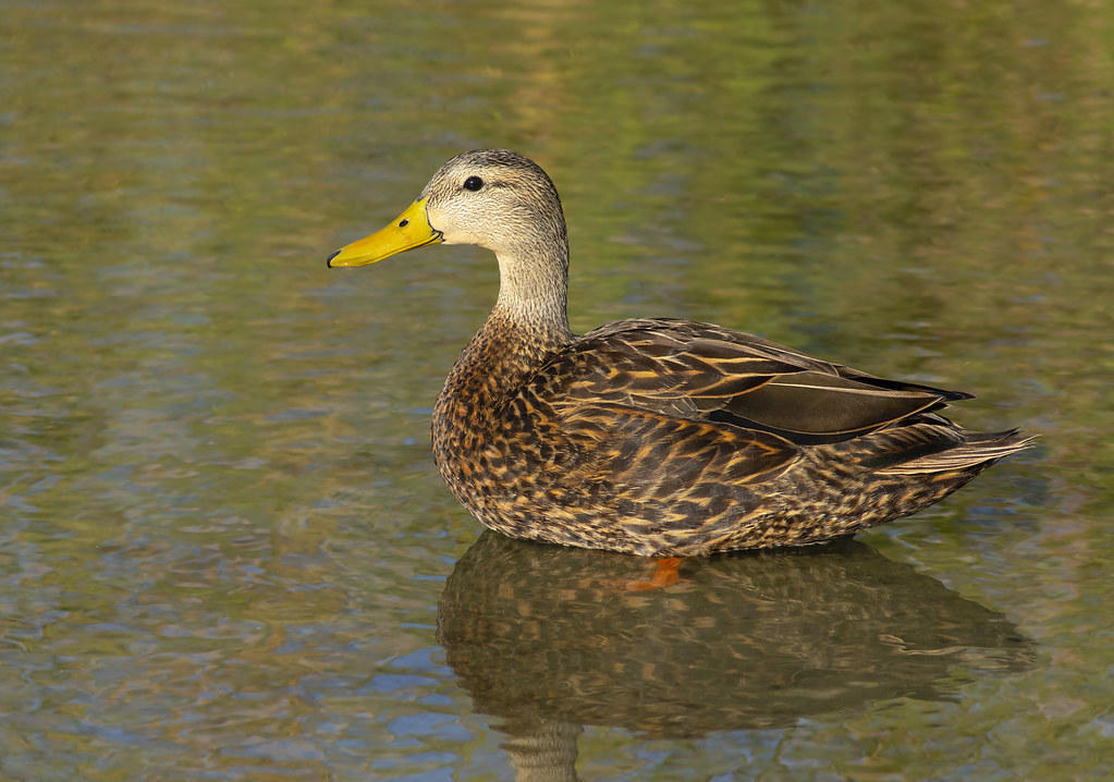 Mottled Duck, male