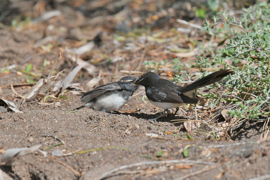 Willie wagtails