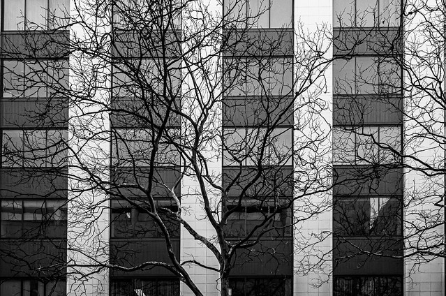 Bare Branches Against the Building