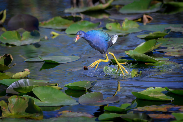 American purple gallinule hopping between the lily pads at Lake Jervey near Venice, Florida