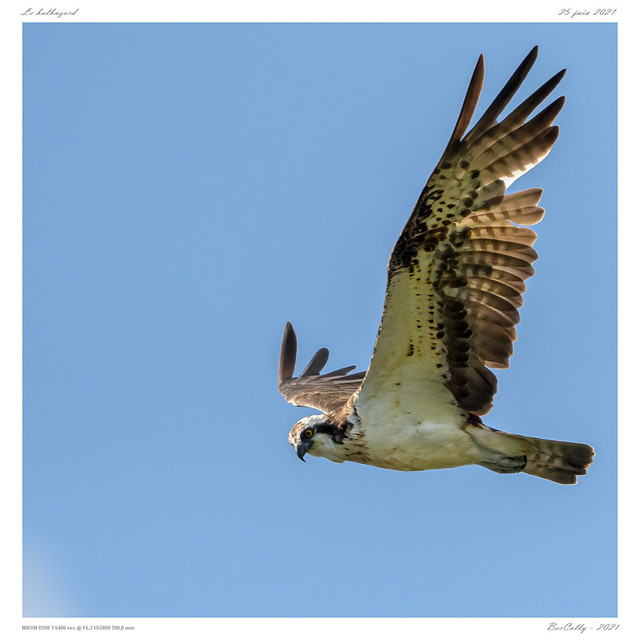Le balbuzard | Osprey