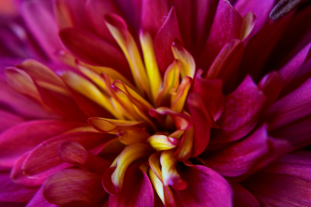 Chrysanthemum detail