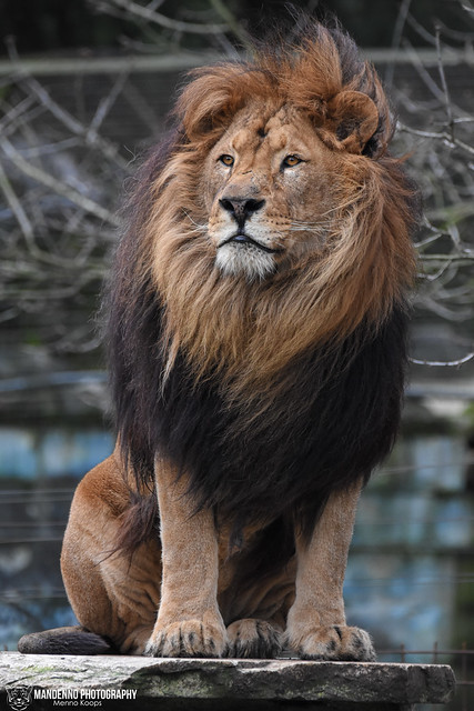 African lion - Pakawipark