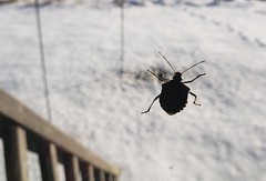 photo of shield shaped insect silouetted against a snow covered backyard with step railings showing in the bottom right hand corner of the photo