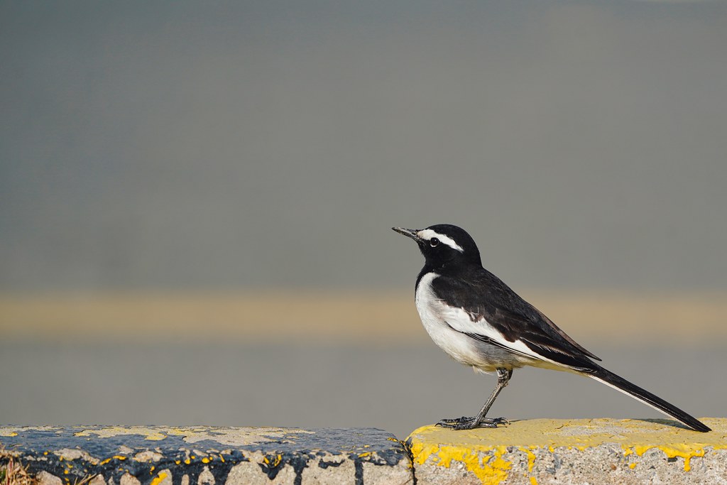 White browed Wagtail on the road
