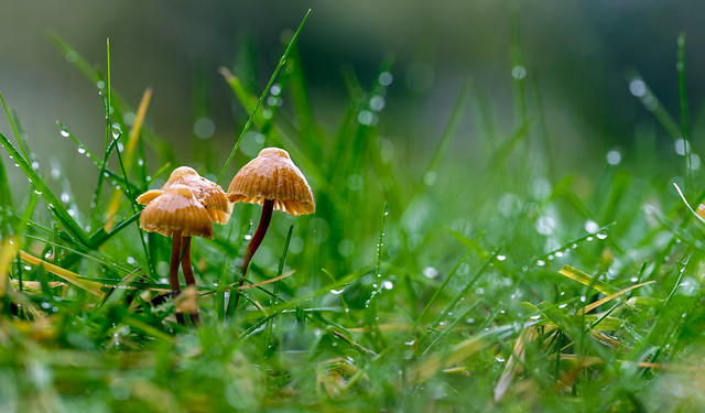 Mushrooms on a rainy day ~ Explored