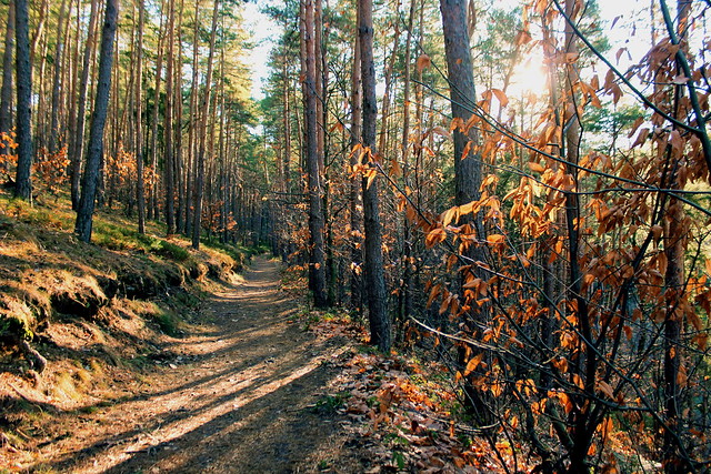 Winter forest in sunlight / Téli erdő napfényben