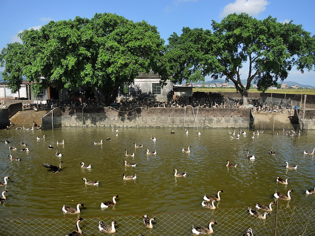 Goose pond