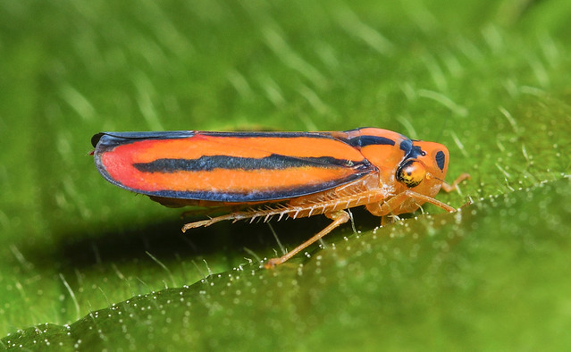 Leafhopper (Cicadellidae, Cicadellinae, Cicadellini) 111p-0933