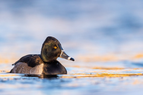 fuligule à collier ringnecked duck winter sunset hiver coucher de soleil bird birding oiseau waterfowl