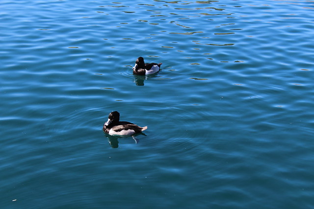 ring-necked ducks