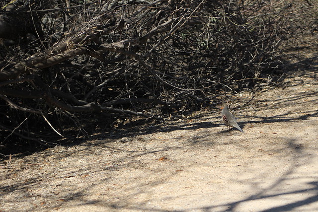 Gambrel's quail