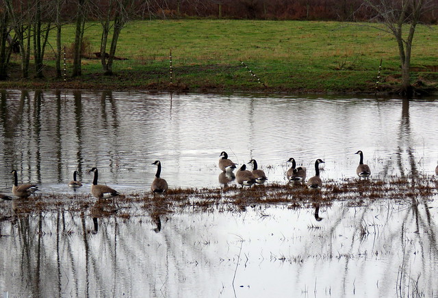 Canada Geese.