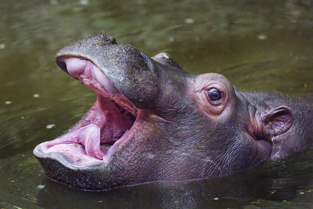 Baby hippo with open mouth