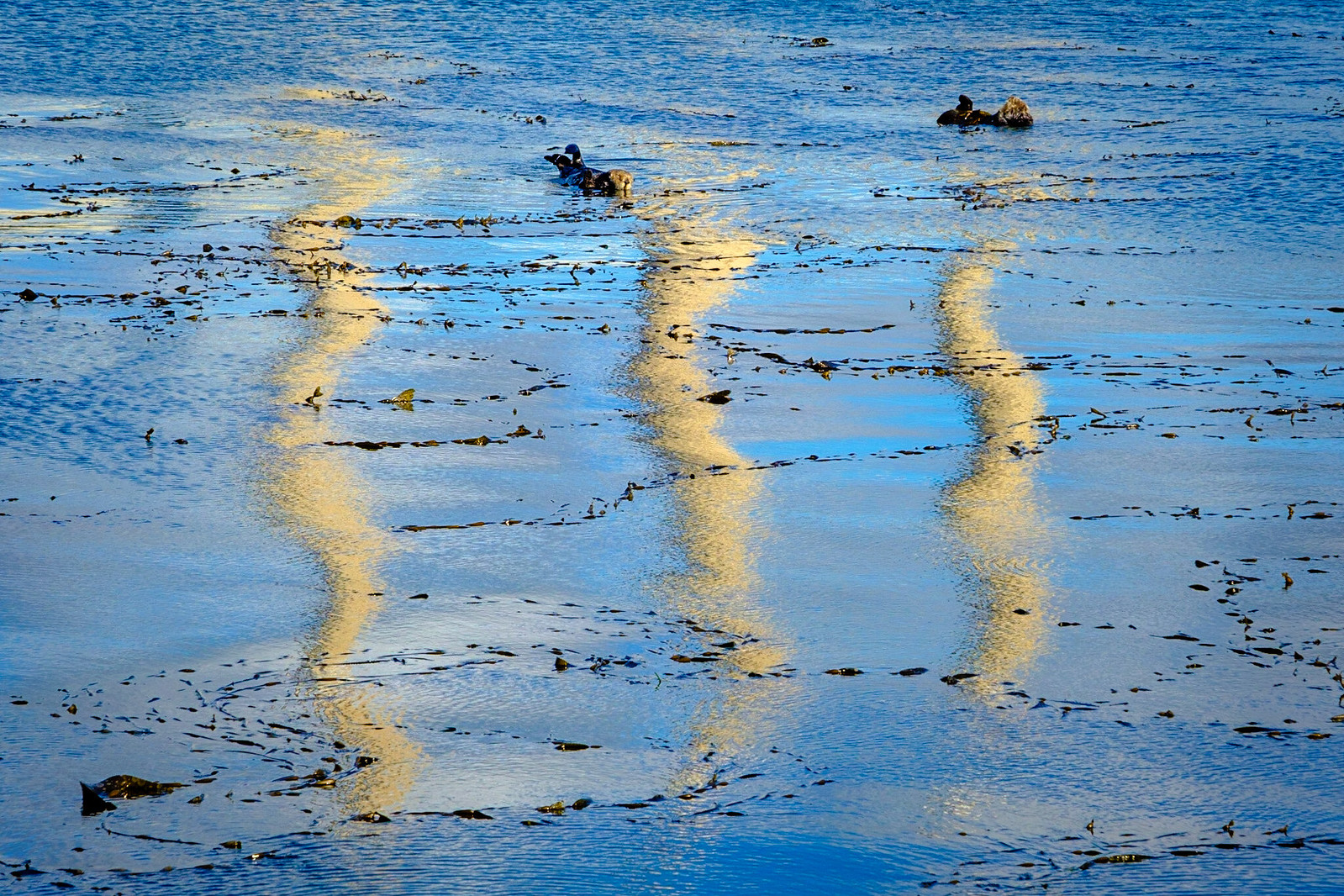 Sea otters with kelp lines, PGE smokestack reflections