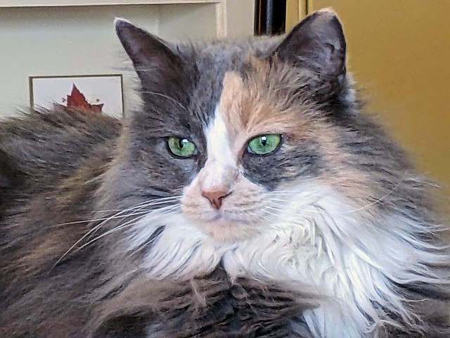 Long haired dilute calico cat