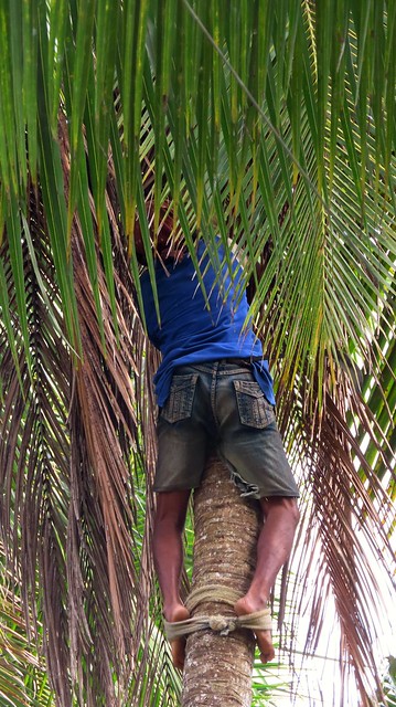 Coconut Plucking