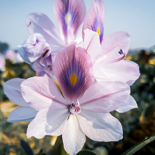 Beautiful close look of Water Hyacinth