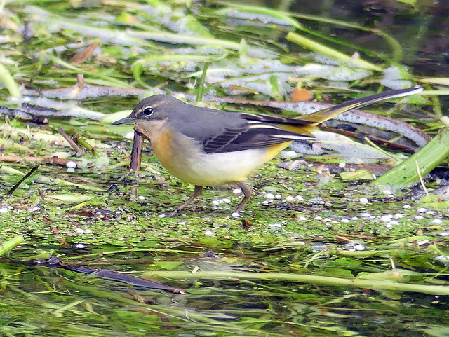 Grey wagtail (on River Itchen)