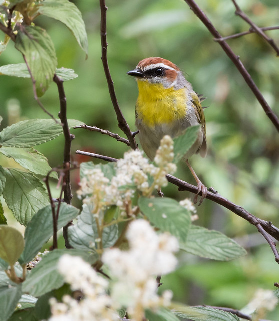 Rufous-capped Warbler-3836