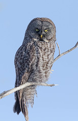 Chouette Lapone  -  Great Grey Owl