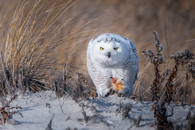 Snowy Owl on Beach