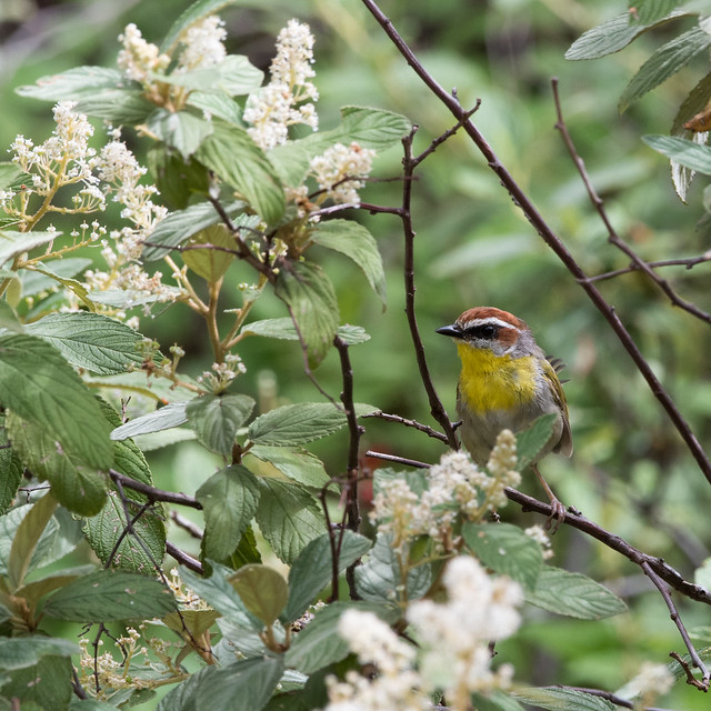 Rufous-capped Warbler-3833