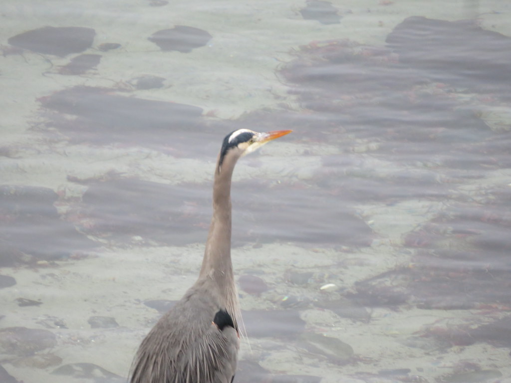 Heron at the beach today
