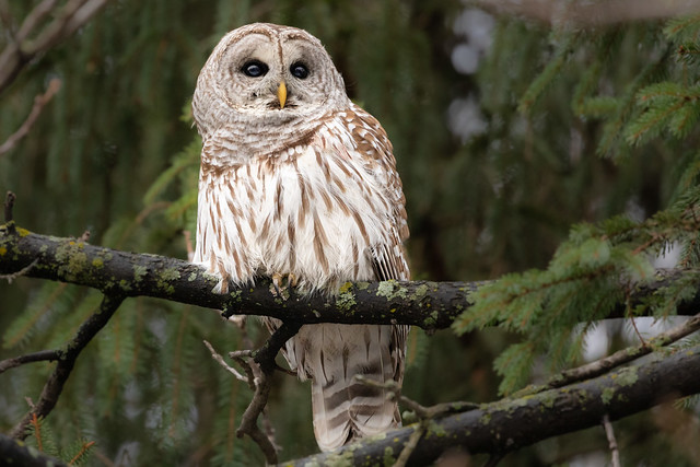 Barred Owl on branch