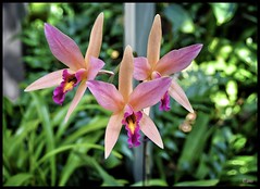 Fleur orchidu00e9e