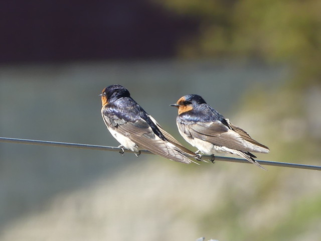 Welcome swallows (Hirundo neoxena)