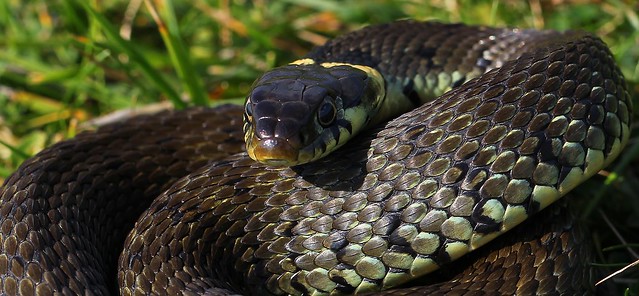 Grass Snake - Natrix natrix 250821 (15)
