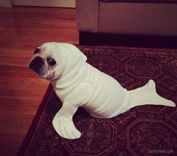 Funny Animal Pugy Seal