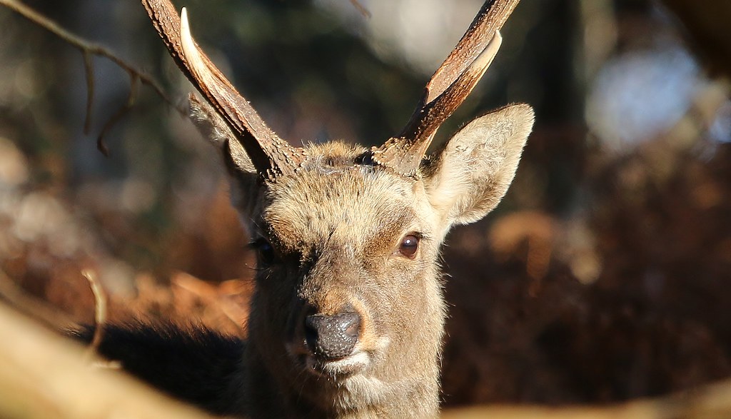Sika Deer (Cervus nippon) 050122 (3)