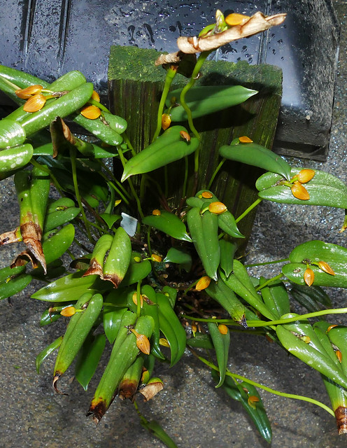 Pleurothallis phillipsii species orchid 1-22