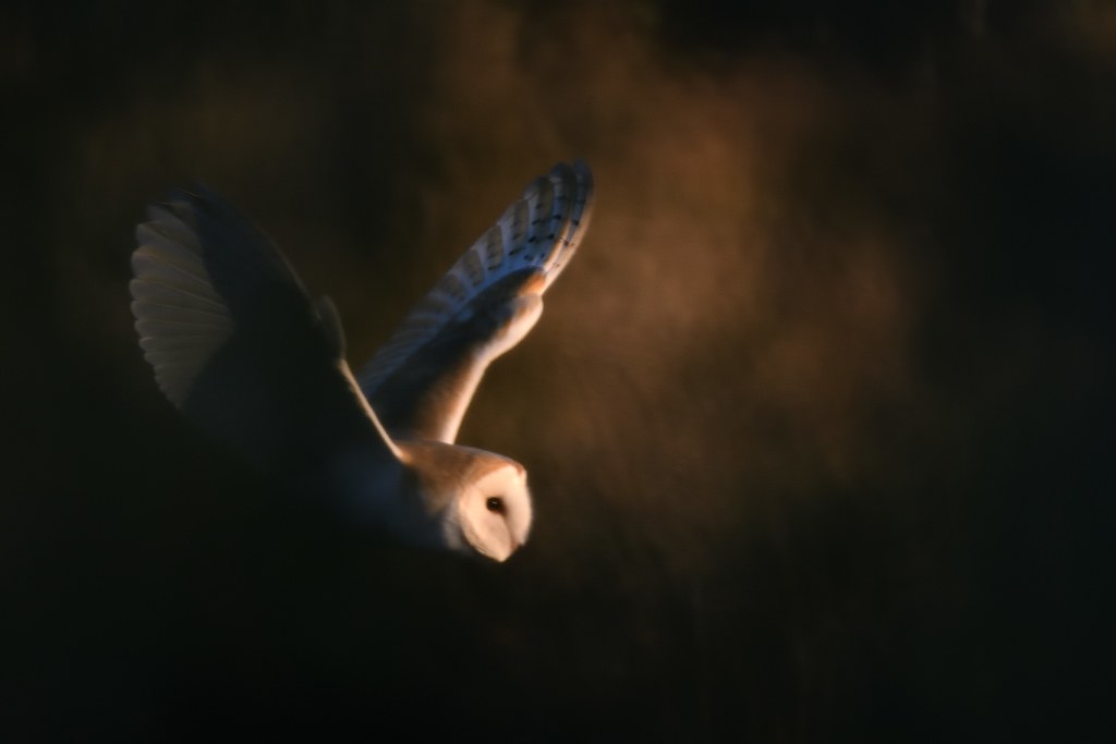Barn Owl Norfolk 1 (2)