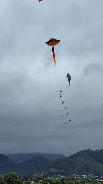 Neale Park Kites
