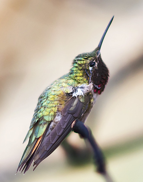 Hmmmming bird with an itch