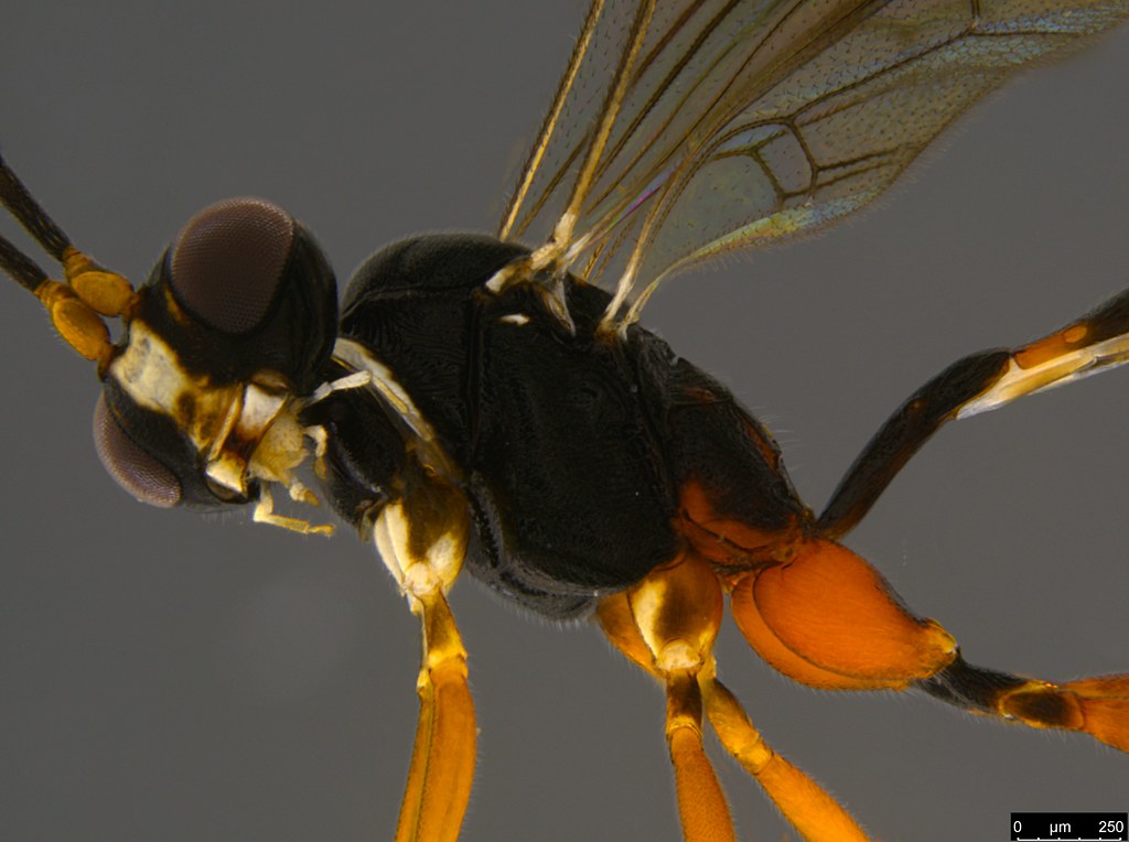8b - Ichneumonidae sp.