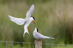 Common Terns, a near miss!