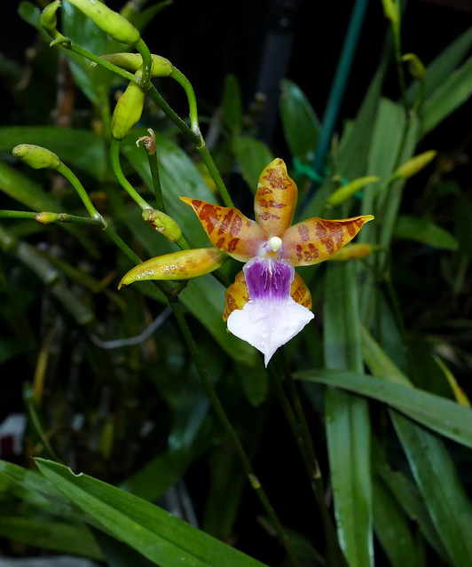 Miltonia clowesii 'Diego' species orchid 1-22*