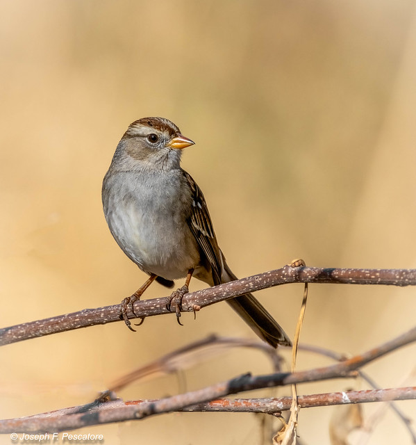 White-crowned Sparrow (Zonotrichia leucophrys) - Patagonia, Arizona, USA