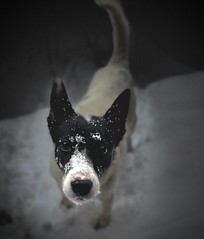 Snow Bandit II