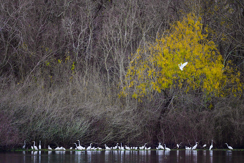 landscape birdphotography egrets sugarland texas cullinanpark nikonz6 fall houston