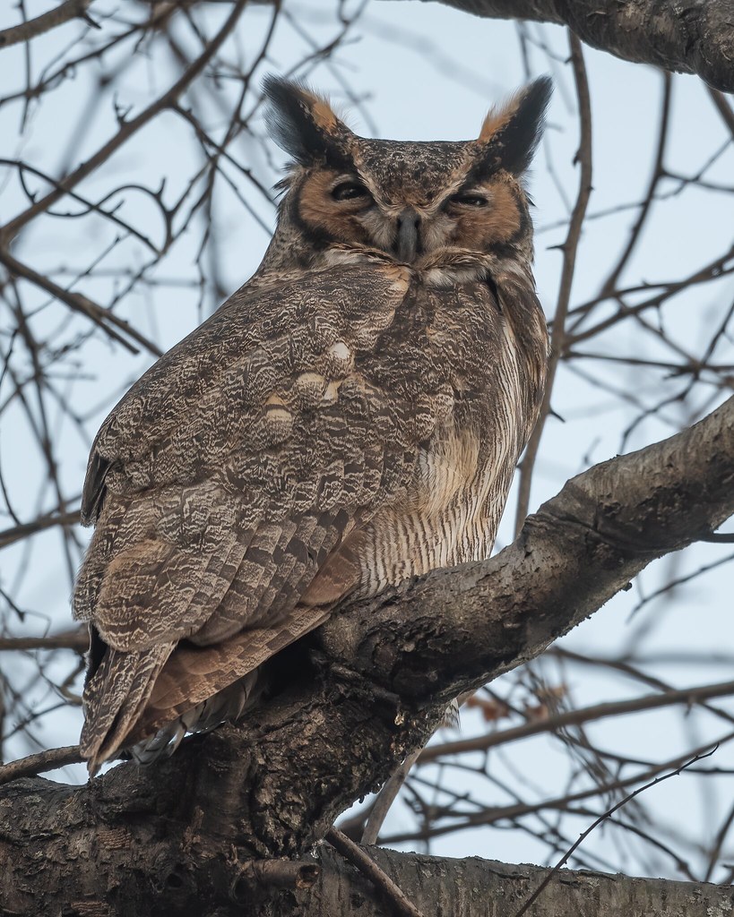 Great Horned Owl Bucks County, Pa