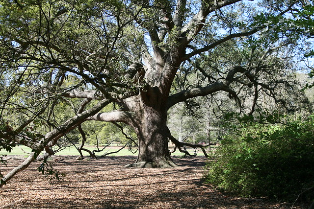Oak in Charleston, SC, USA