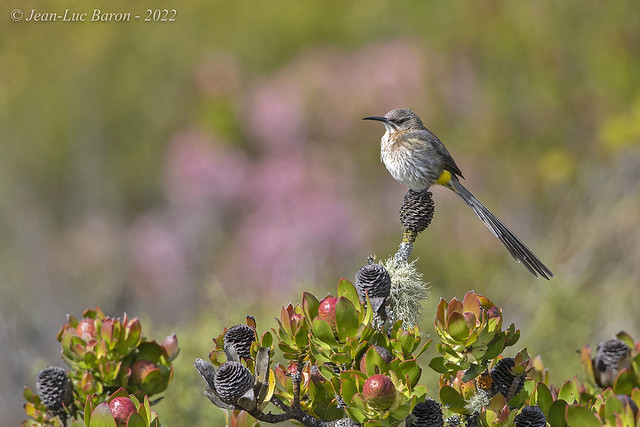 Cape Sugarbird (Promerops cafer)