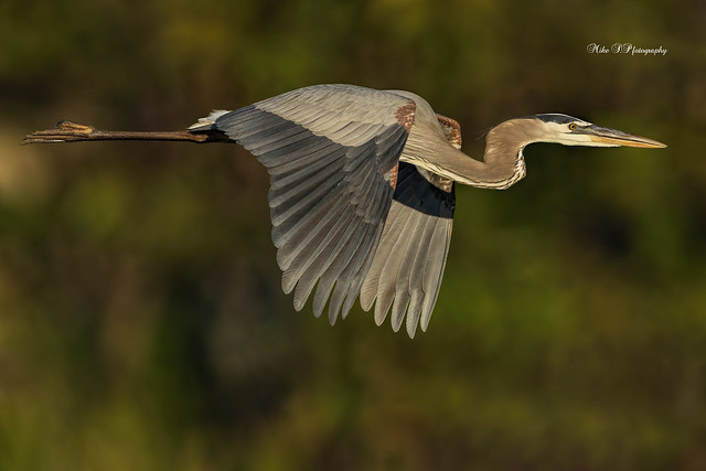 Great blue heron,flight