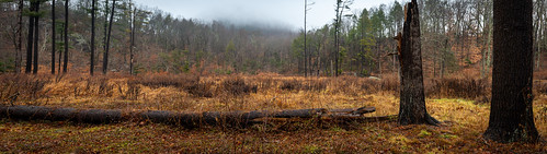 2022 connecticut fog foggy forest gloomy hamden january landscape mist nature sleepinggiantstatepark trees winter woods overcast